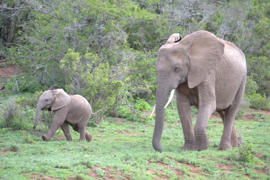 Port Elizabeth: Schotia Game Reserve Safari with Port Pickup - What to bring and what to expect at pickup