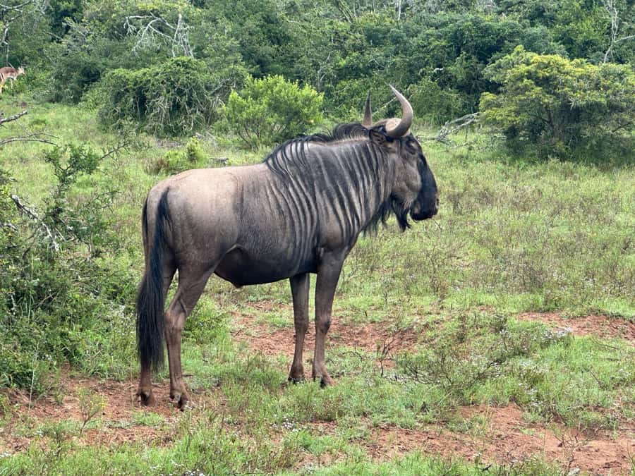 Port Elizabeth: Schotia Game Reserve Safari with Port Pickup - Who should book this safari?