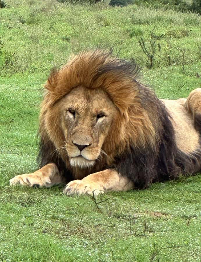 Port Elizabeth: Schotia Game Reserve Safari with Port Pickup - Five hours among elephants, rhinos, and lions
