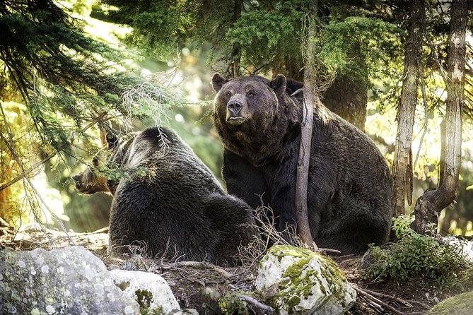 Post-Cruise Shore Excursion: Capilano Suspension Bridge & Grouse Mountain - Who should book this North Shore outing?