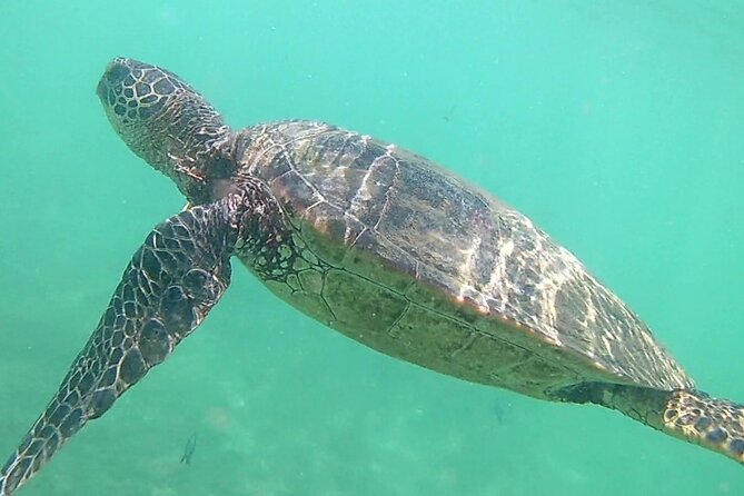 Princeville - Snorkeling Shore Excursion - Who should book this Kauai snorkeling outing