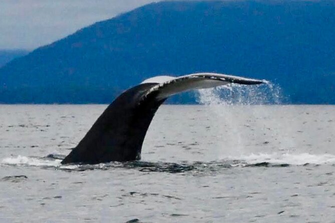 Private Charter Scenic Wildlife Excursion for Cruise Passengers - Why this private Sitka boat trip feels different
