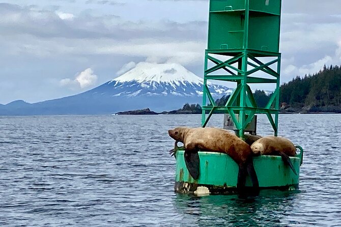 Private Charter Scenic Wildlife Excursion for Cruise Passengers - St. Lazaria Island and its half-million seabirds
