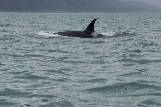 Private Charter Scenic Wildlife Excursion for Cruise Passengers - Whales, otters, seals, and sea lions
