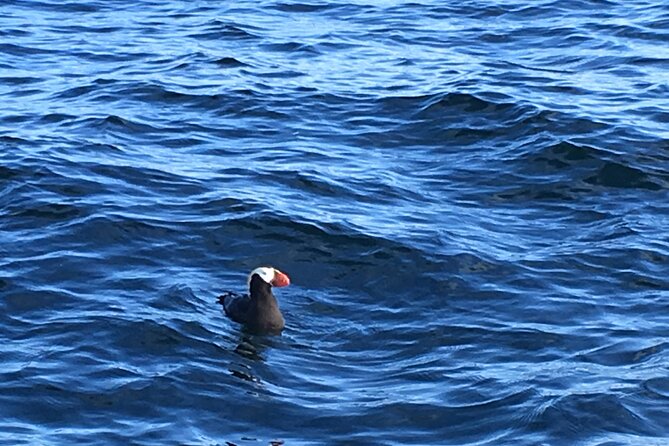 Private Charter Scenic Wildlife Excursion for Cruise Passengers - What the three-hour itinerary is really worth