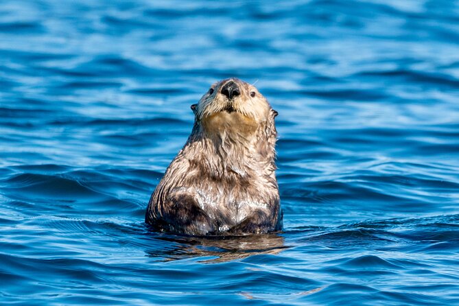 Private Charter Scenic Wildlife Excursion for Cruise Passengers - Sitka Sound, islands, and sheltered coves