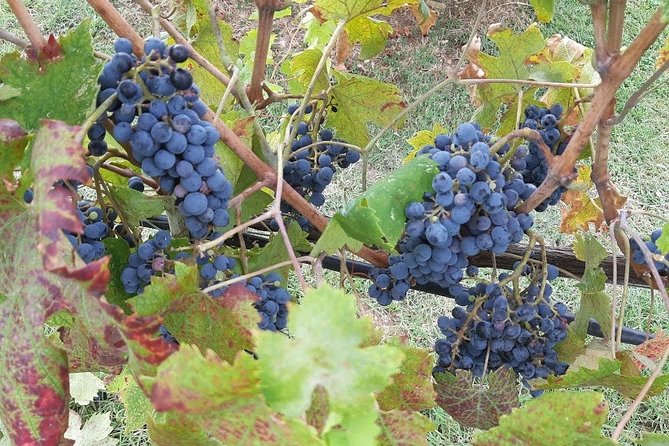 PRIVATE EXCURSION: Volterra & San Gimignano + wine tastings (from Livorno Port) - Starting at the Livorno cruise terminal