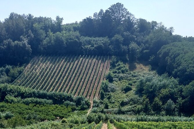 Private Guided Tour to Pisa and local Wine Farm from Livorno port - The road to Lari, through vineyards and olive trees