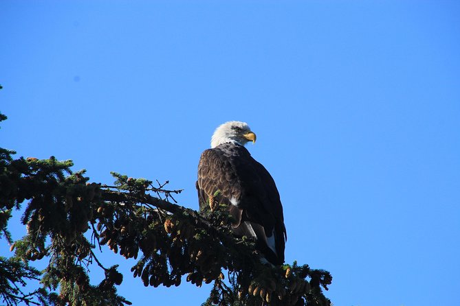 Private luxury shore excursion Skagway, AK to Emerald Lake, Yukon. - The five-hour schedule and its limits