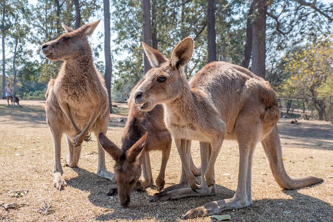 Private Shore Excursions with Lone Pine Koala Sanctuary Visit - A guide-led day with room to change course