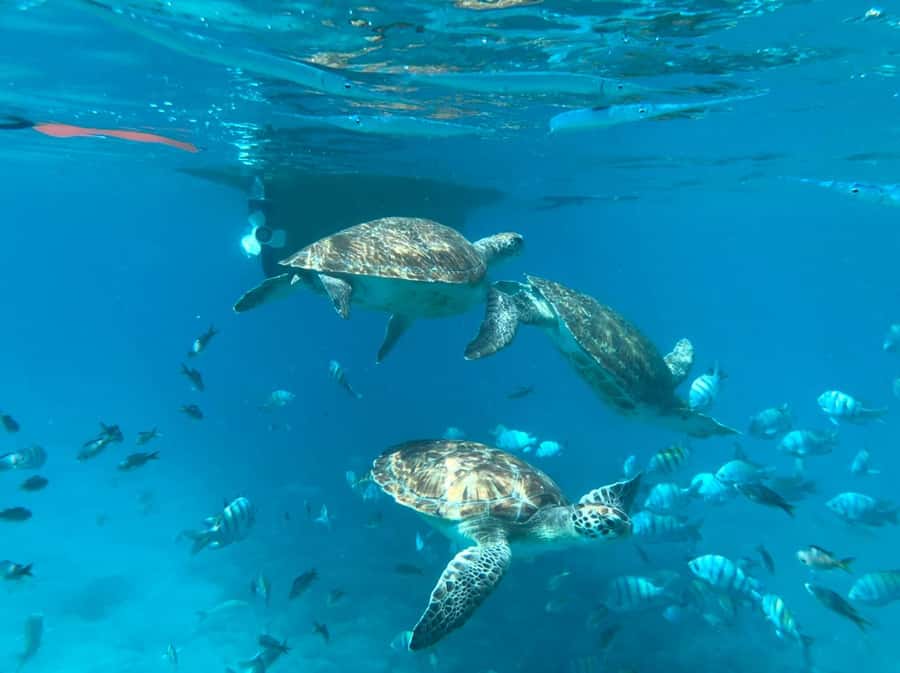 Private Snorkel Experience with Sea Turtle for Cruisers - Key points at a glance