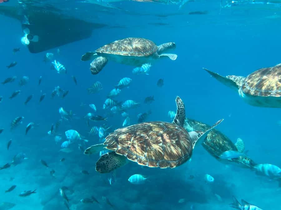 Private Snorkel Experience with Sea Turtle for Cruisers - A smooth start from Mindelo Port
