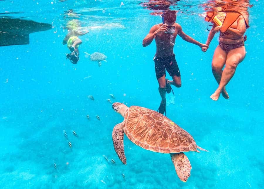 Private Snorkel Experience with Sea Turtle for Cruisers - Why the private format matters