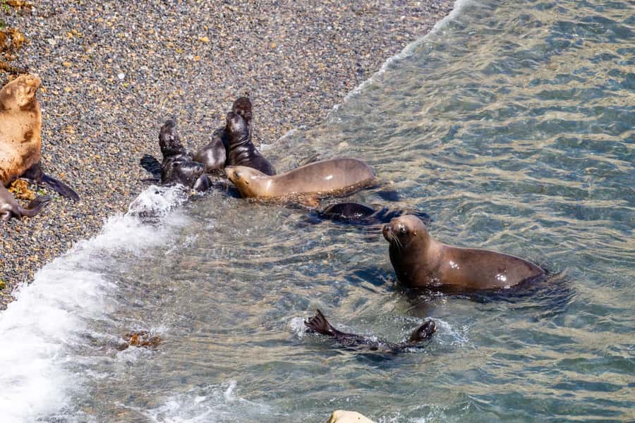 Puerto Madryn: Punta Loma Shore Excursion - Walking the 500-meter trail