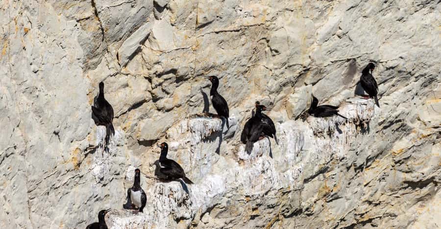 Puerto Madryn: Punta Loma Shore Excursion - Should you book this shore excursion?