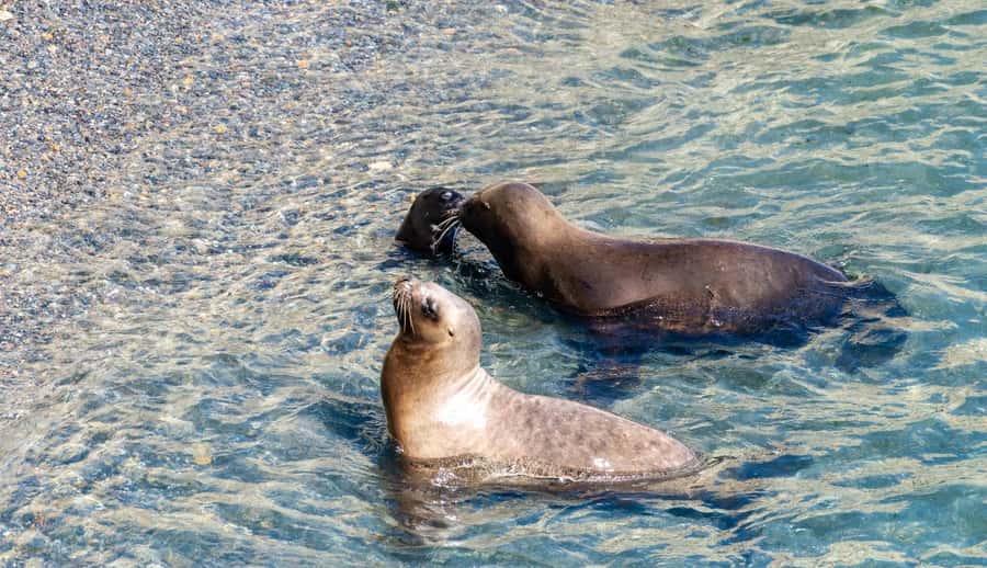 Puerto Madryn: Punta Loma Shore Excursion - Why Punta Loma feels different from the pier