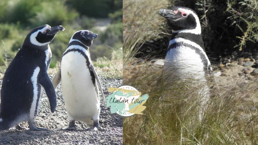Puerto Madryn: Punta Tombo Shore Excursion for Cruise Guests - Key points to know