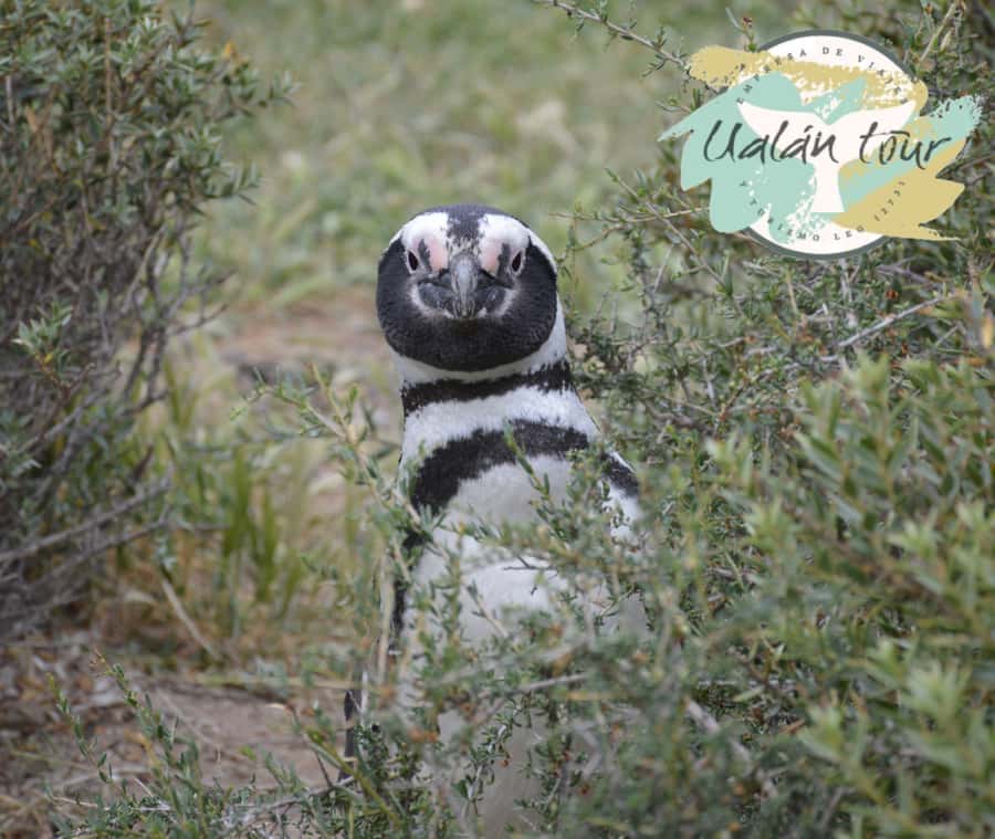 Puerto Madryn: Punta Tombo Shore Excursion for Cruise Guests - Why Punta Tombo is worth the long ride