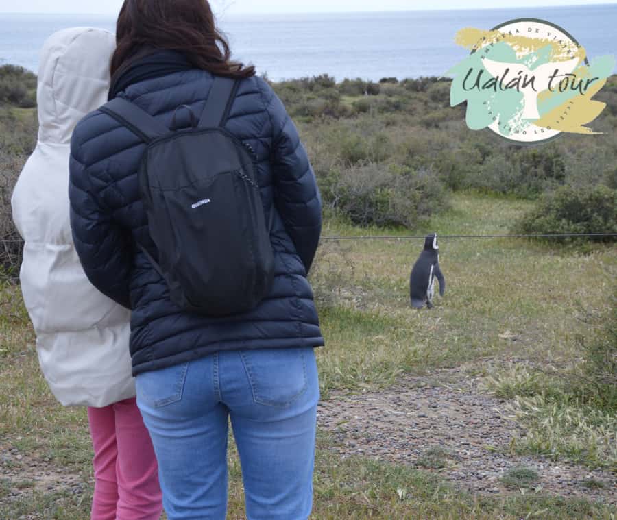 Puerto Madryn: Punta Tombo Shore Excursion for Cruise Guests - Walking among the Magellanic penguins