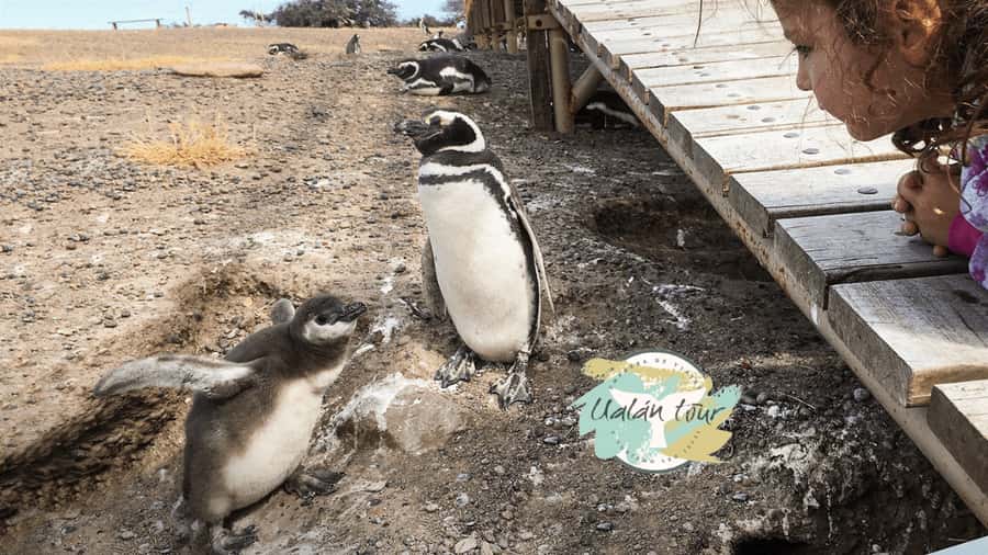 Puerto Madryn: Punta Tombo Shore Excursion for Cruise Guests - Why 90 minutes can feel short