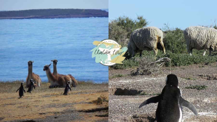 Puerto Madryn: Punta Tombo Shore Excursion for Cruise Guests - Is the $90 price good value?