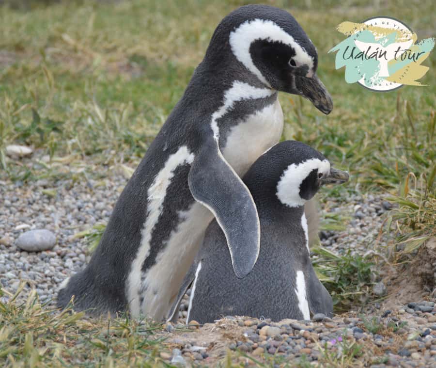 Puerto Madryn: Punta Tombo Shore Excursion for Cruise Guests - Booking, cancellation, and practical details