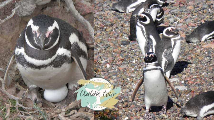 Puerto Madryn: Punta Tombo Shore Excursion for Cruise Guests - Meeting at Piedrabuena Pier