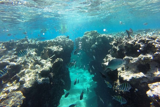 Puerto Plata Shore Excursion, Snorkeling tour & Sosua Beach Day - The crew is the strongest part of the experience