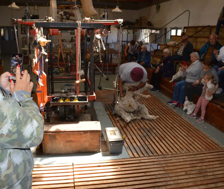 Punta Loma + Ranch Shore Excursion for cruise passengers - Seeing a sheep-shearing demonstration