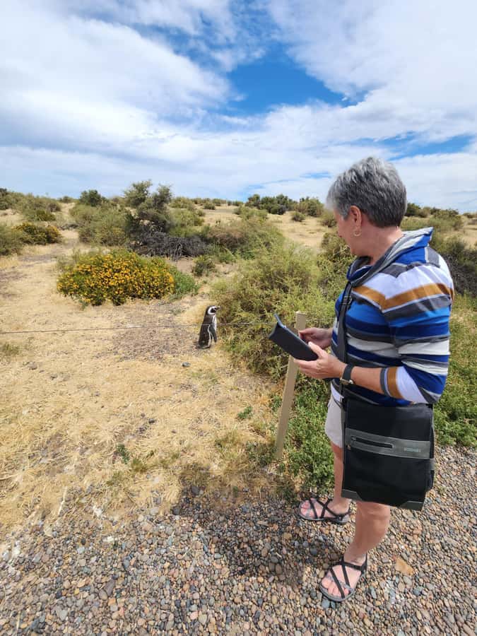 Punta Tombo Cruise Shore Excursion - Walk among penguins - Key points to know