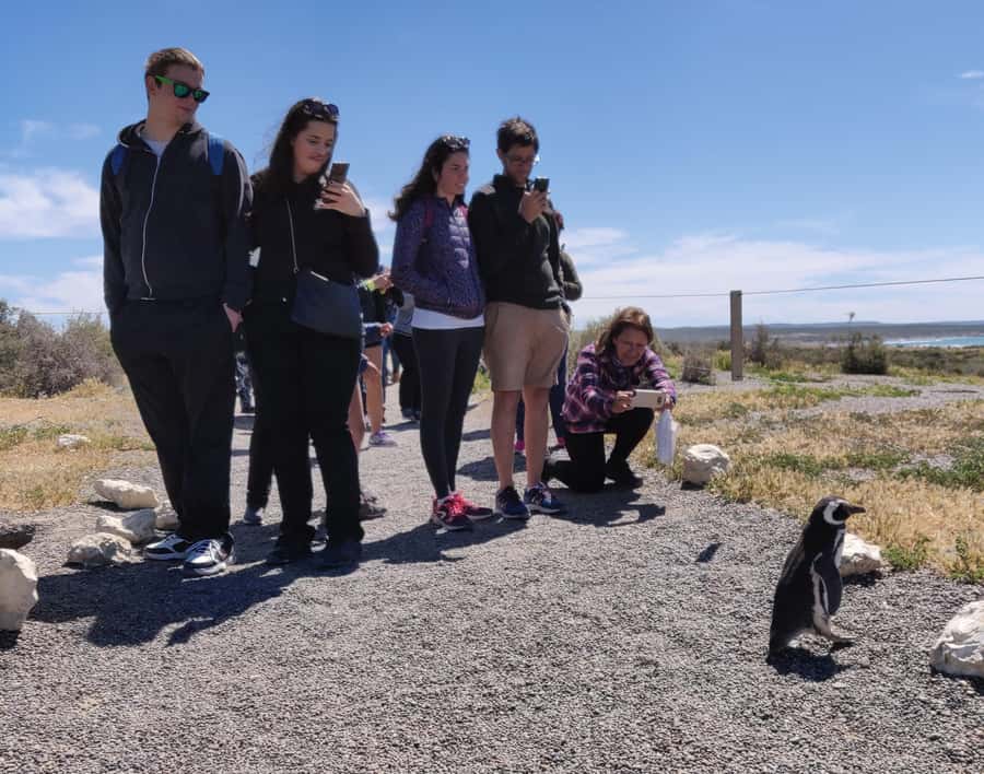 Punta Tombo Cruise Shore Excursion - Walk among penguins - The 170-kilometer drive through Patagonia