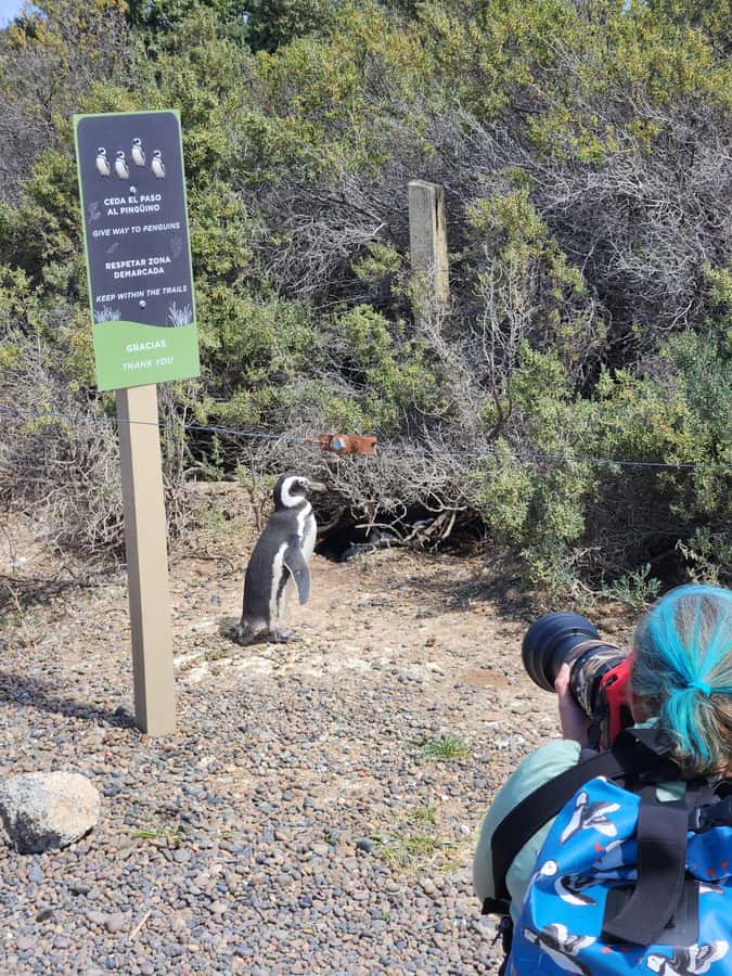 Punta Tombo Cruise Shore Excursion - Walk among penguins - Meeting the group at Puerto Madryn port