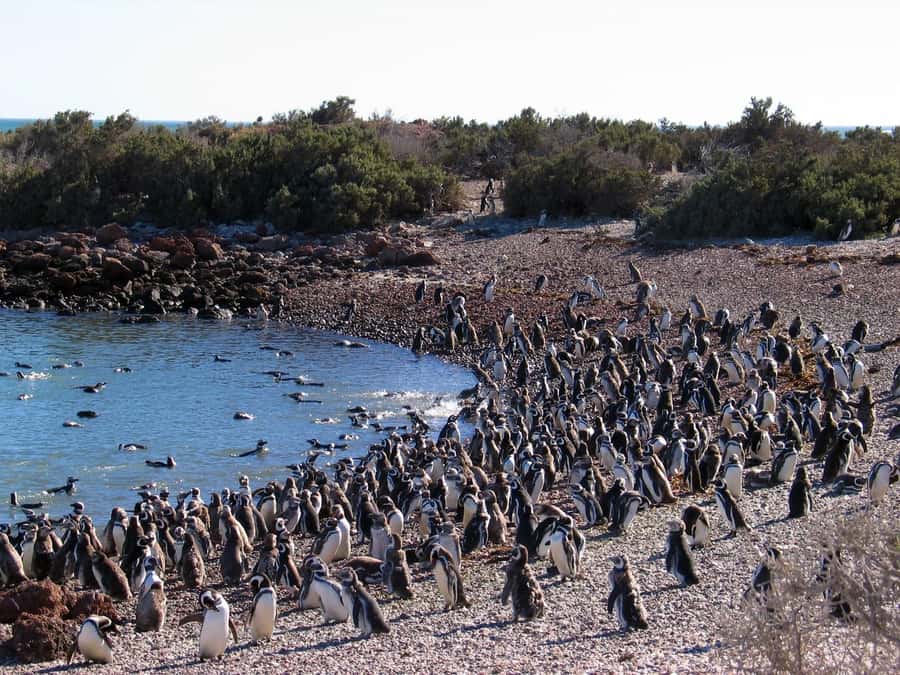 Punta Tombo Shore Excursion for Cruise Passengers + City - The Trelew stop after 75 minutes