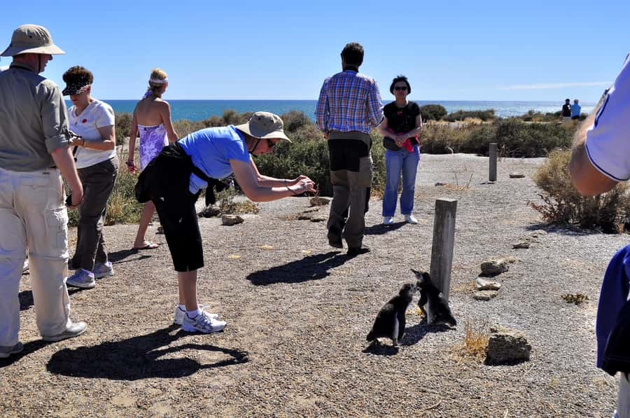 Punta Tombo Shore Excursion for Cruise Passengers + City - One hour to the penguin colony