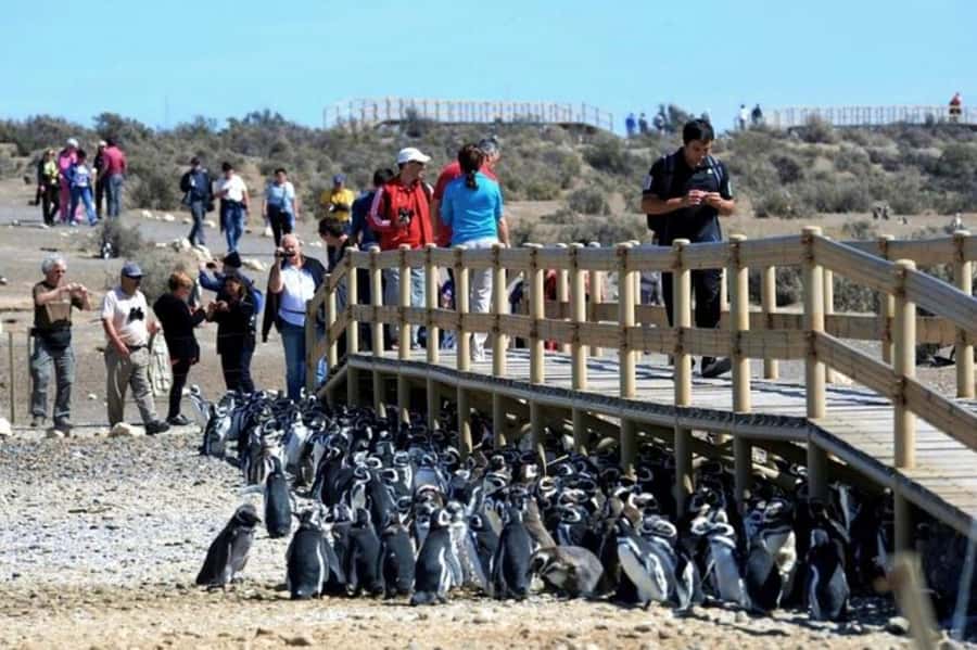 Punta Tombo Shore Excursion for Cruise Passengers + City - Who will enjoy this shore excursion