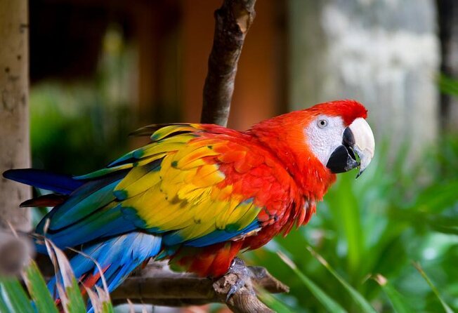 Puntarenas Shore Excursion: Rainforest Skywalk & Tarcoles River - Key points to know before you go