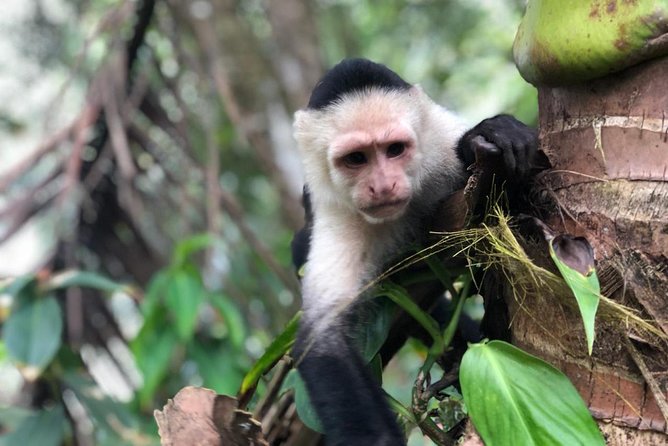 Puntarenas Shore Excursion: Rainforest Skywalk & Tarcoles River - Is $125 a fair price?