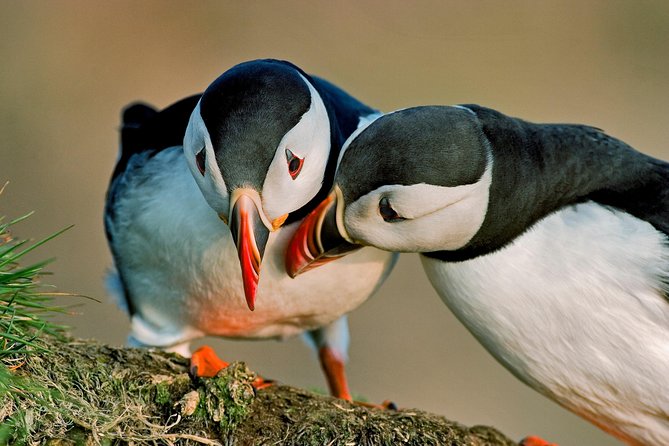 Reykjavik Shore Excursion: Puffin Sightseeing Cruise - A short cruise with a real wildlife purpose