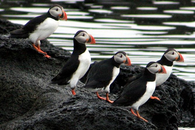 Reykjavik Shore Excursion: Puffin Sightseeing Cruise - Watching puffins around Akurey Island