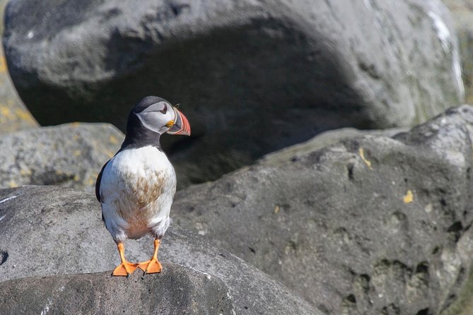 Reykjavik Shore Excursion: Puffin Sightseeing Cruise - Finding the best place on the boat