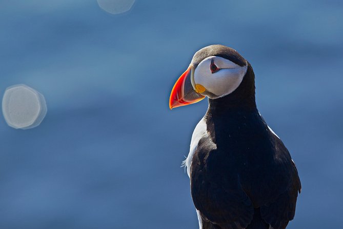 Reykjavik Shore Excursion: Puffin Sightseeing Cruise - The guide can make or break the hour