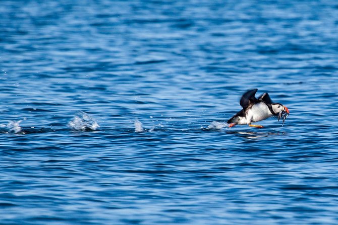 Reykjavik Shore Excursion: Puffin Sightseeing Cruise - Coffee, photos, and the ride back