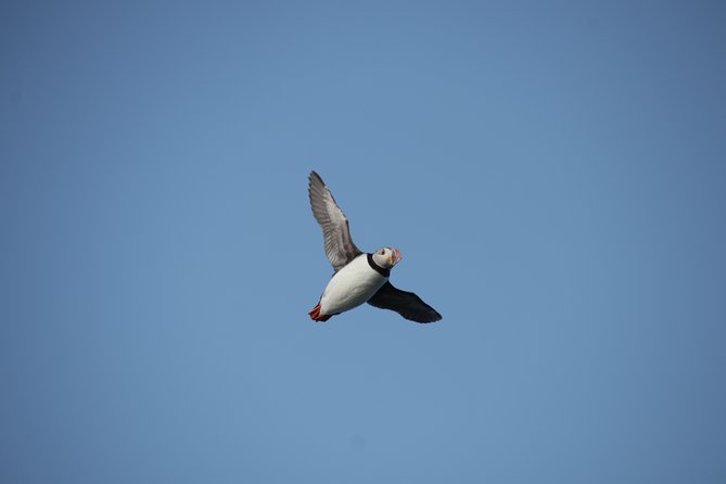 Reykjavik Shore Excursion: Puffin Sightseeing Cruise - Price and value at $63.51