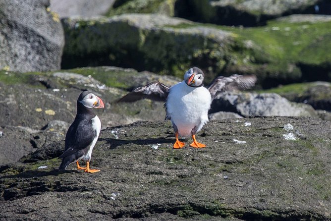 Reykjavik Shore Excursion: Puffin Sightseeing Cruise - Leaving Skarfabakki Harbour