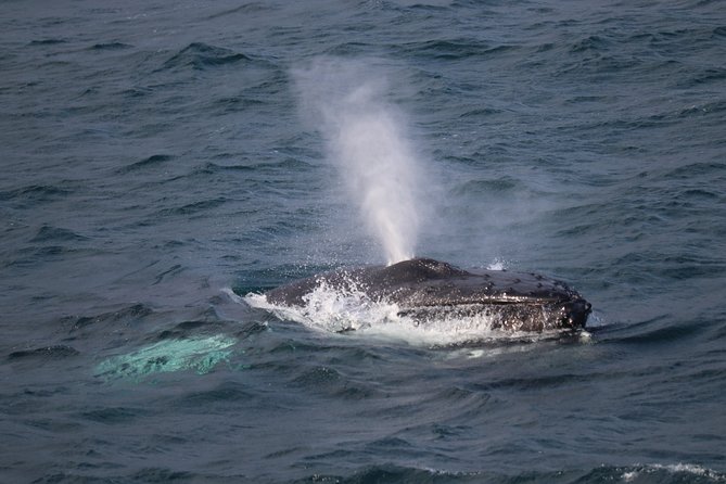 Reykjavik Shore Excursion: Whale-Watching Cruise - Leaving Skarfabakki Harbour for Faxaflói Bay