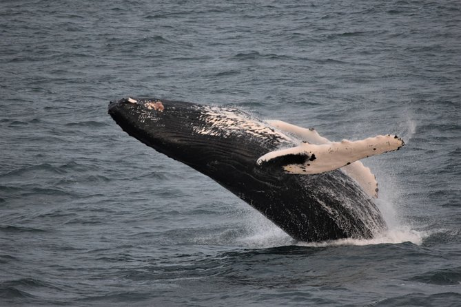 Reykjavik Shore Excursion: Whale-Watching Cruise - What the boat ride is really like