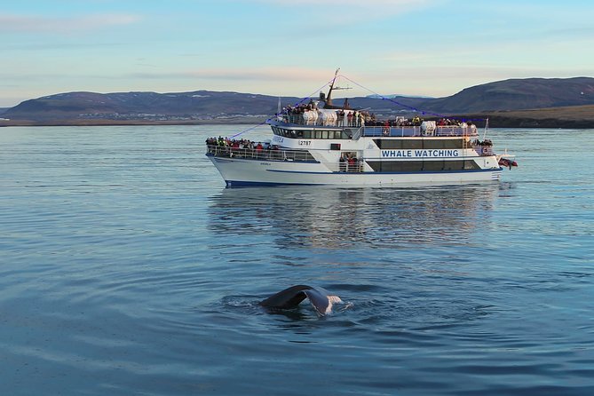 Reykjavik Shore Excursion: Whale-Watching Cruise - Weather matters more than the brochure photo