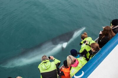 Whale-Watching Cruise