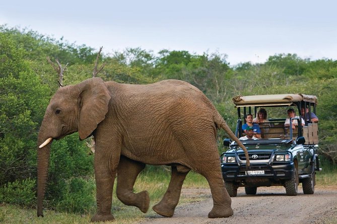 Richards Bay Shore Excursion: Pvt Small Group Hluhluwe & DumaZulu - Key things to know before booking