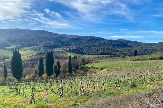 San Gimignano and Volterra Private Shore Excursion from Livorno - What the private guide adds